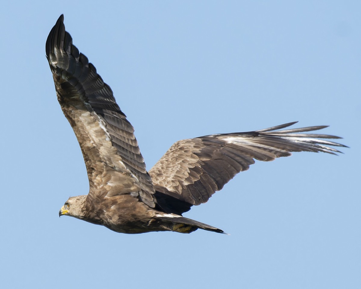 Lesser Spotted Eagle - ML618558994