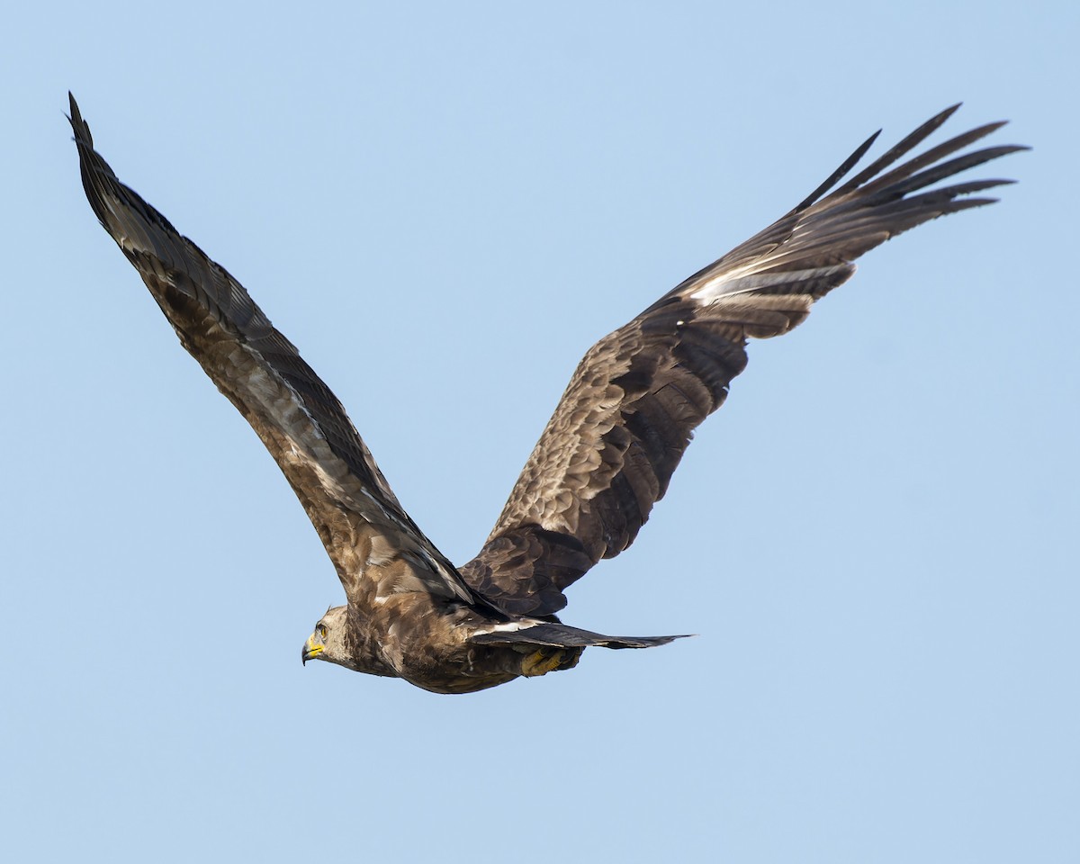 Lesser Spotted Eagle - ML618558995