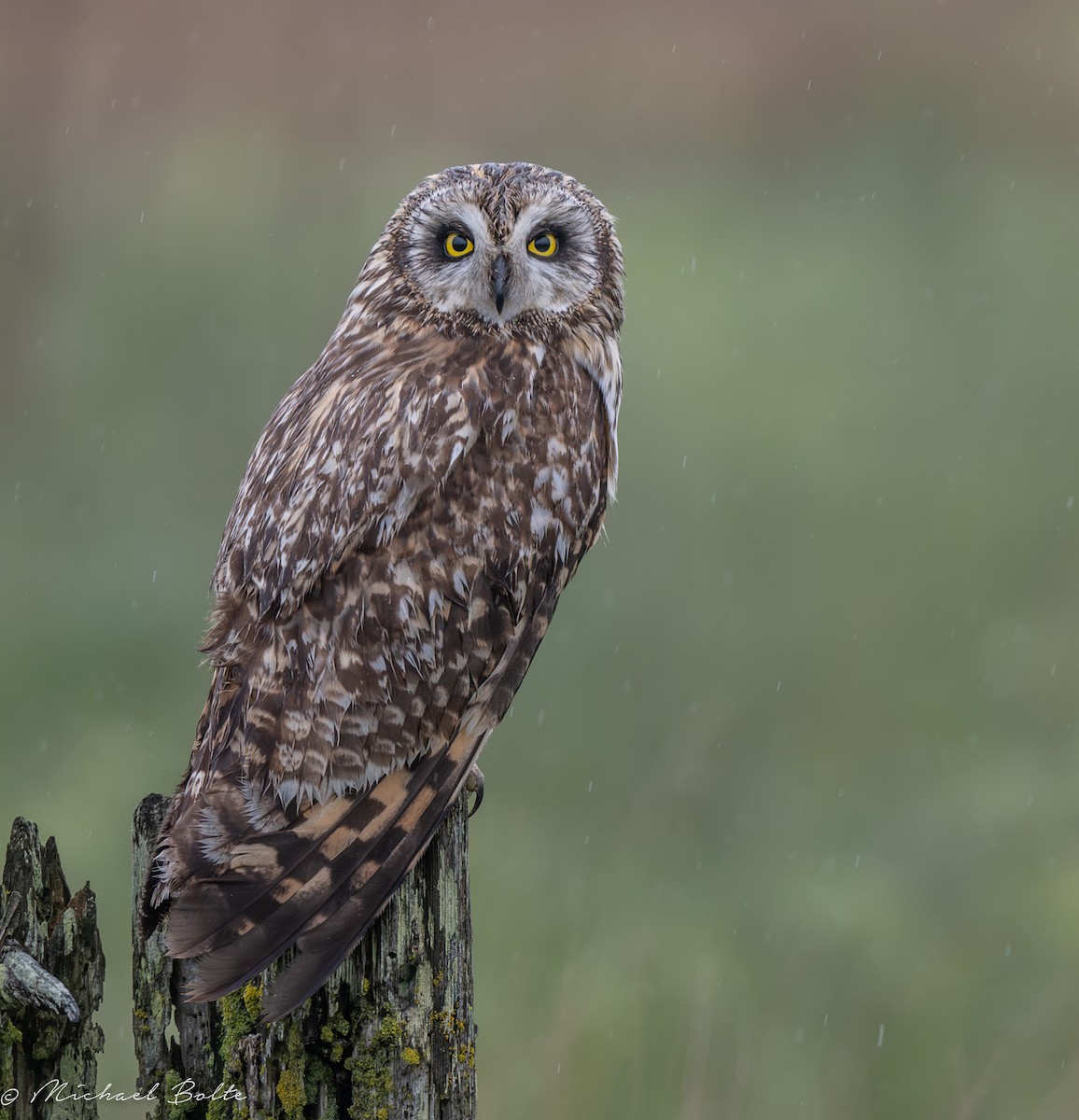 Short-eared Owl - ML618559007