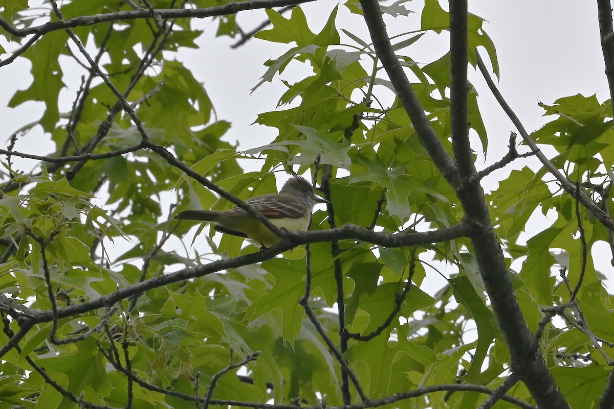 Great Crested Flycatcher - ML618559032
