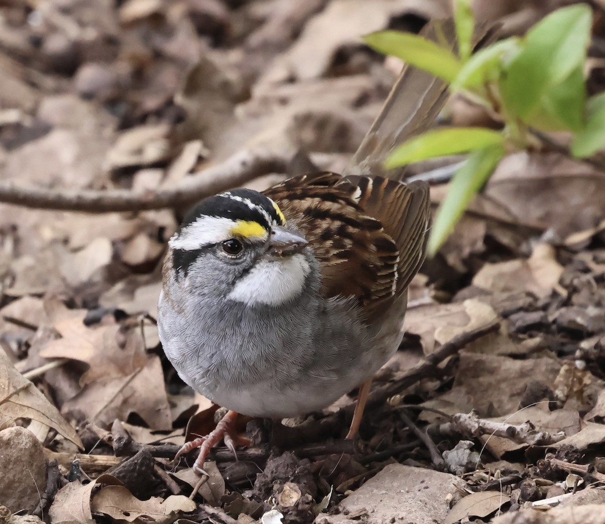 White-throated Sparrow - ML618559033