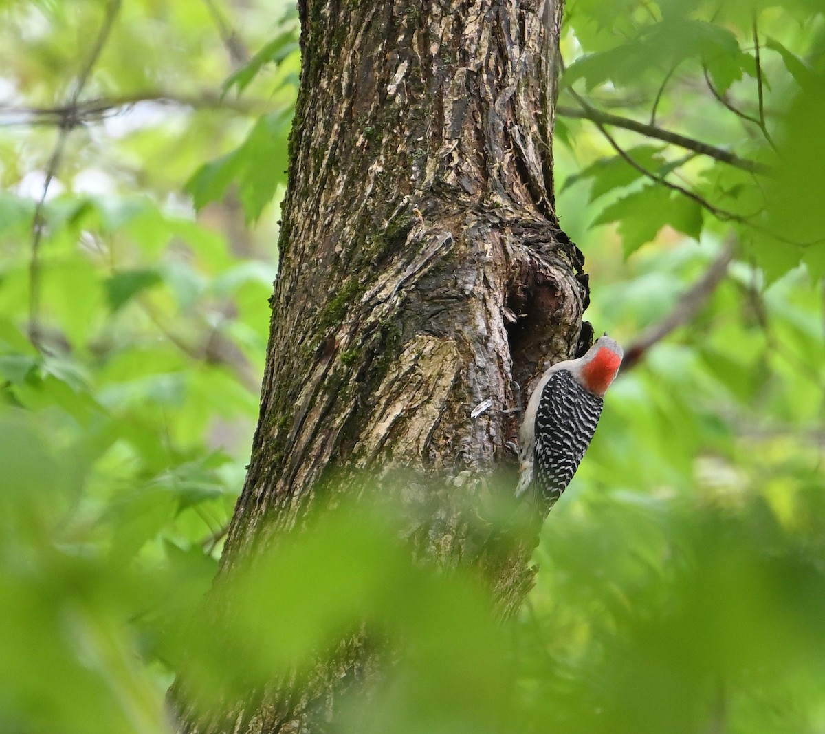 Red-bellied Woodpecker - ML618559068