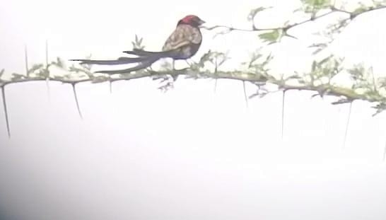 Red-cowled Widowbird - ML618559074
