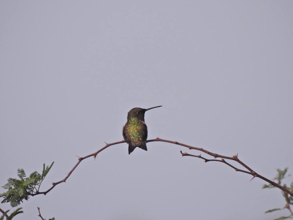 Ruby-throated Hummingbird - ML618559080