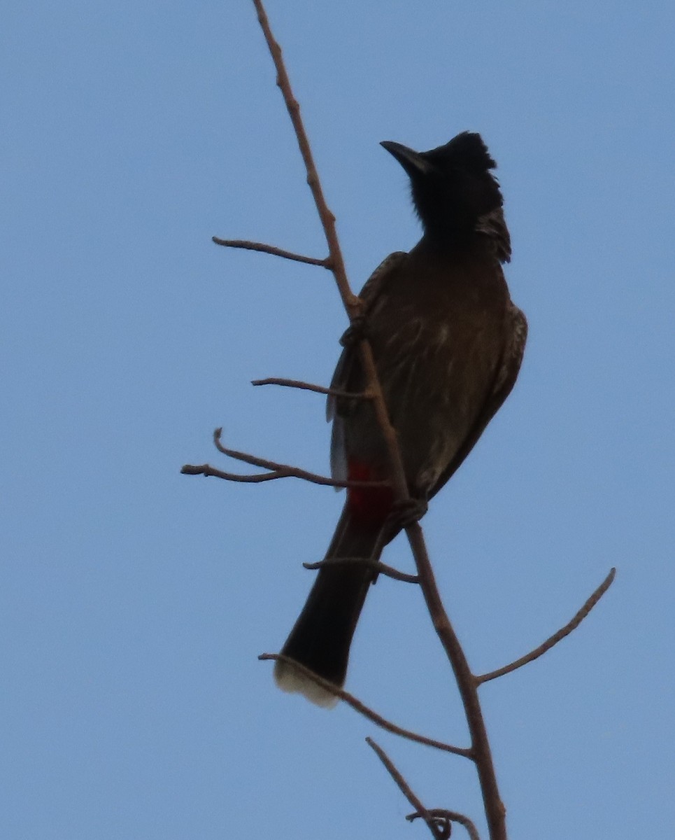 Red-vented Bulbul - ML618559102