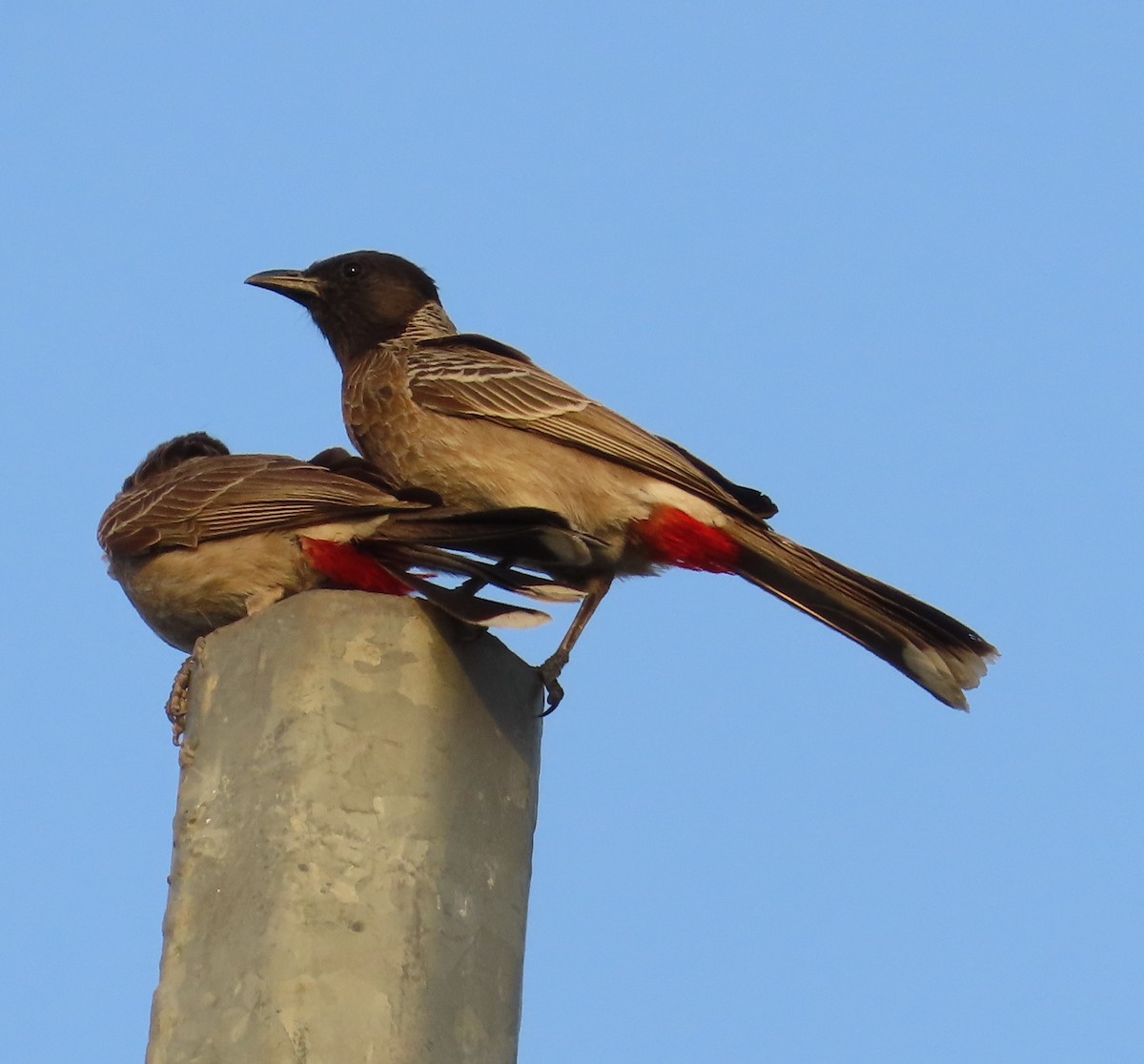 Red-vented Bulbul - ML618559103