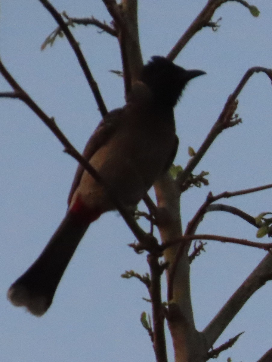 Red-vented Bulbul - ML618559104
