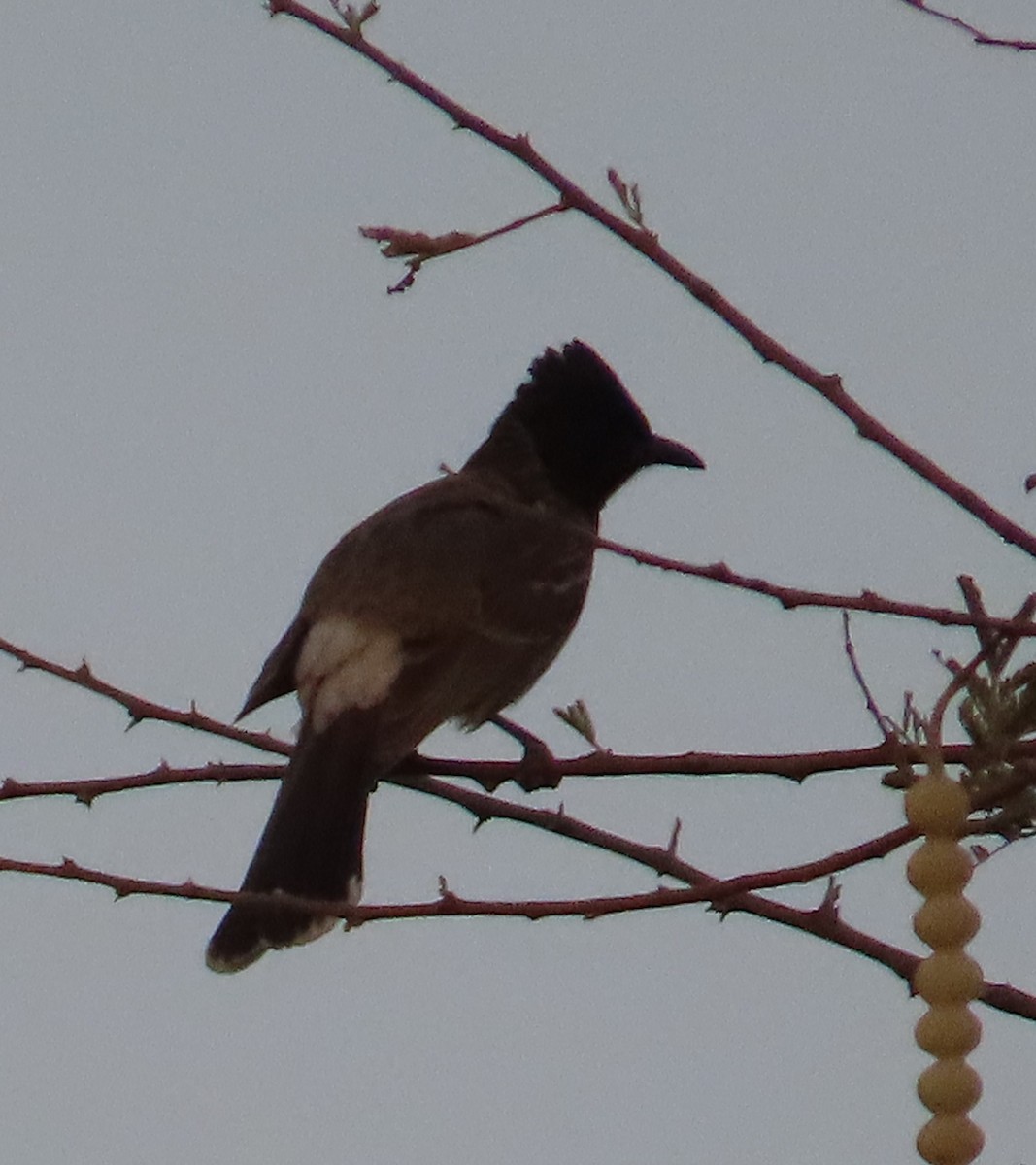 Red-vented Bulbul - ML618559105