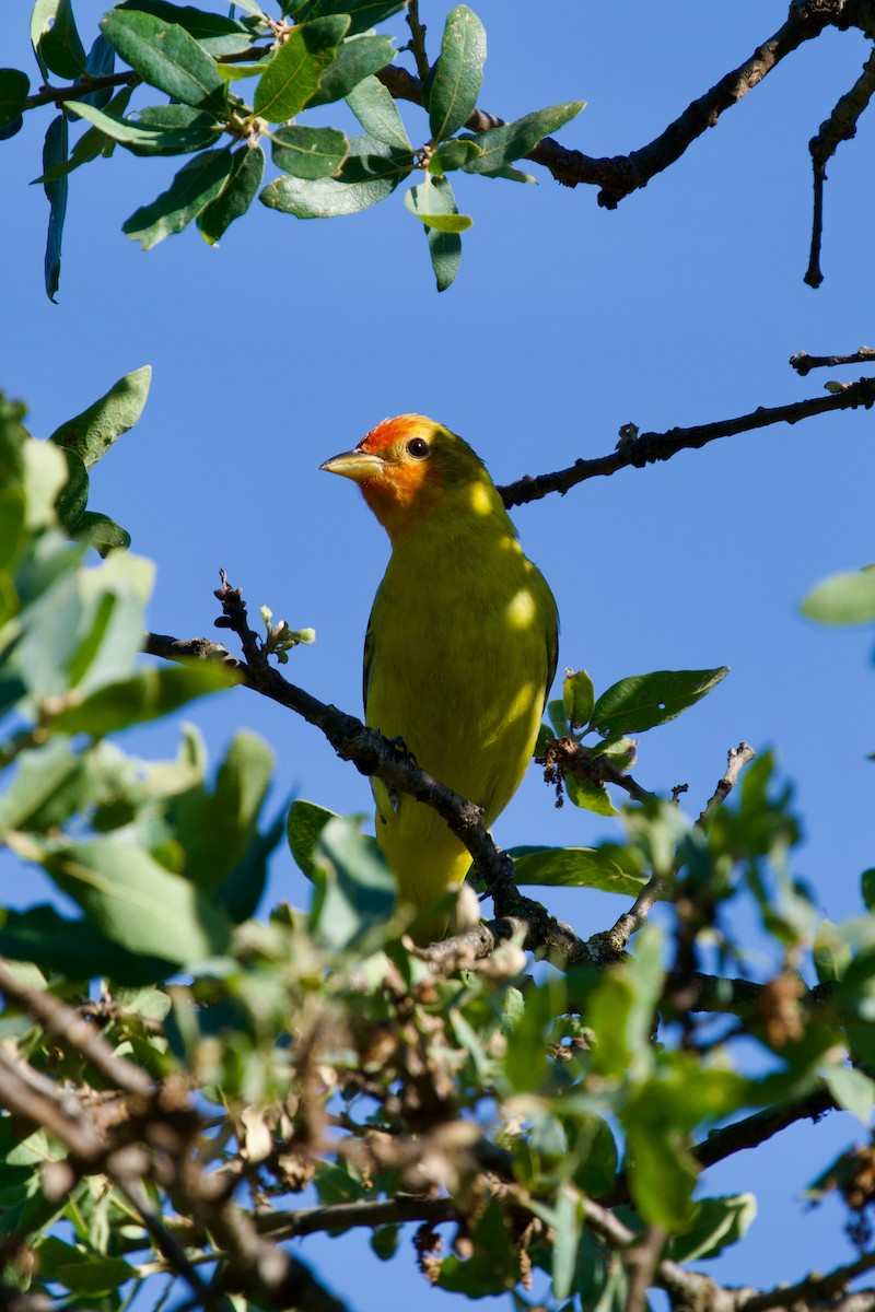 Western Tanager - ML618559106