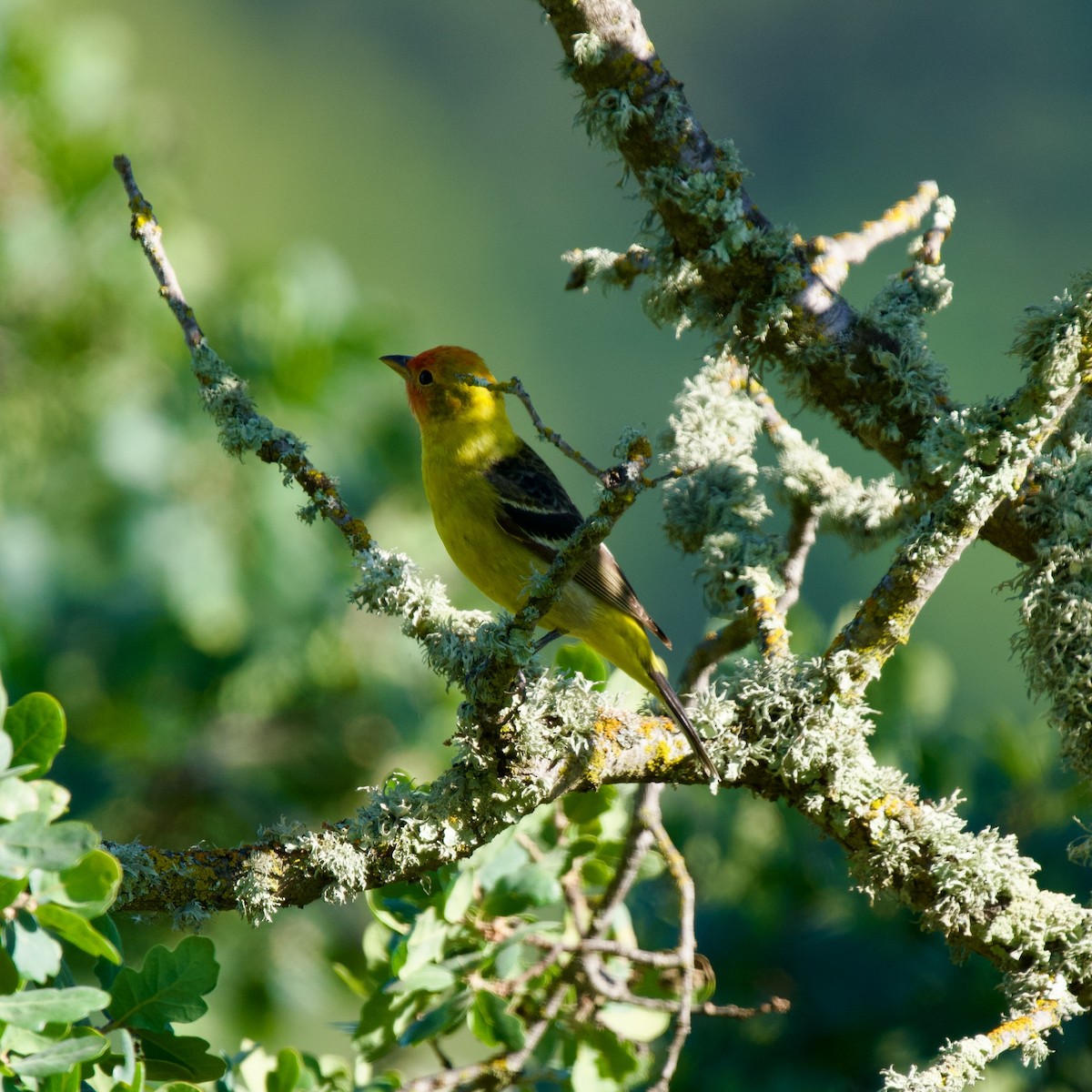 Western Tanager - ML618559107