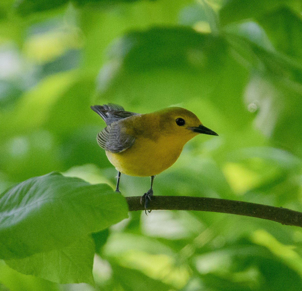 Prothonotary Warbler - ML618559126