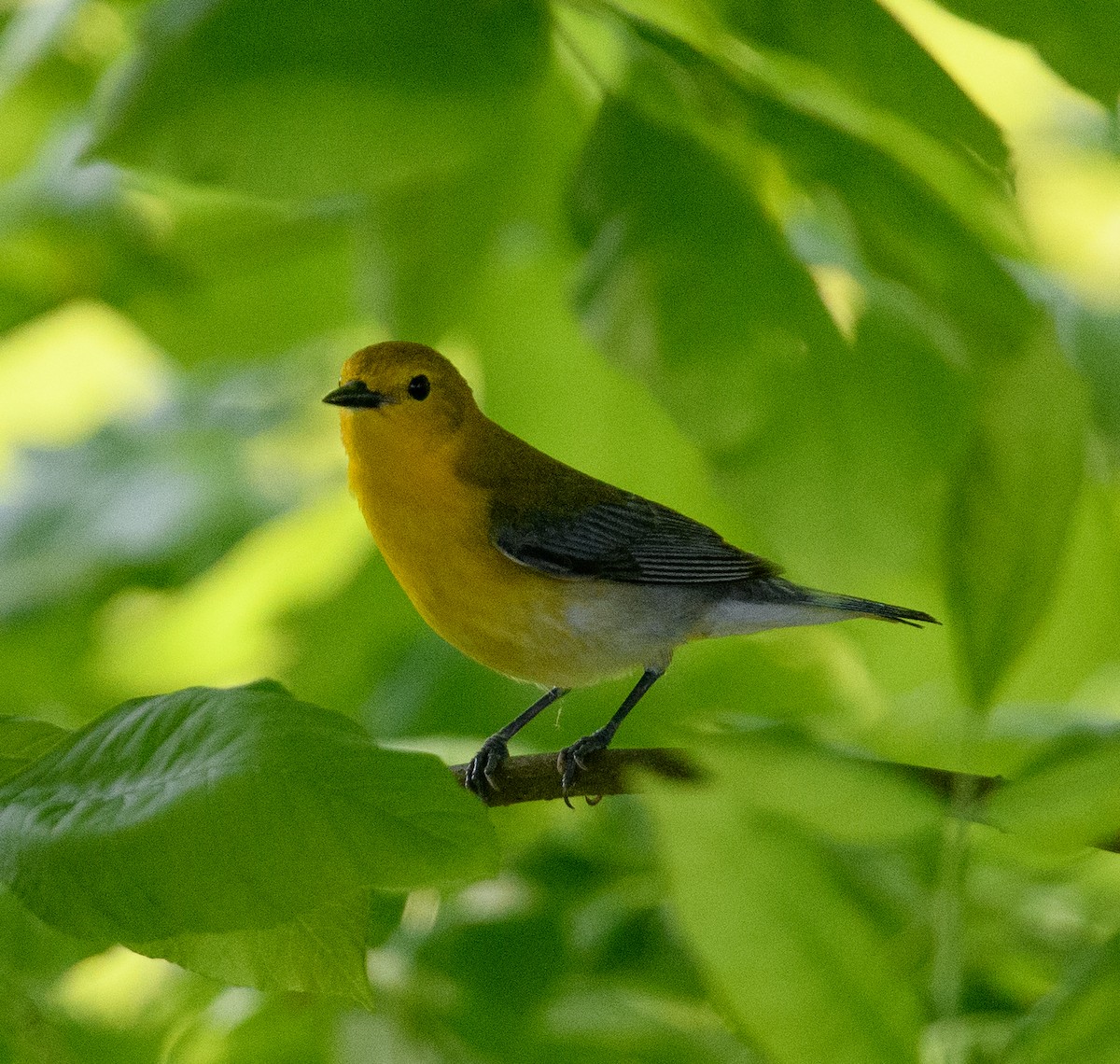 Prothonotary Warbler - ML618559127