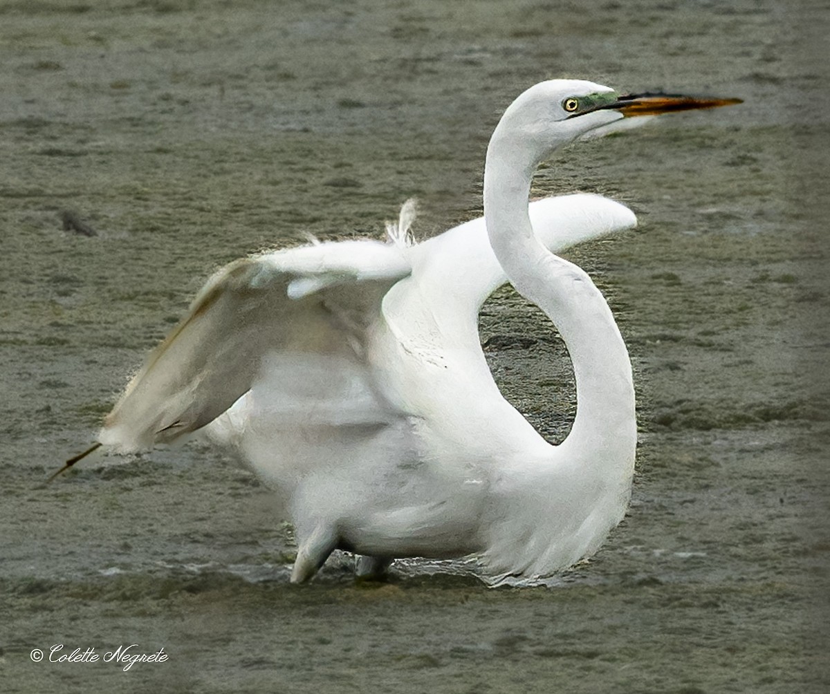 Great Egret - Colette Vranicar