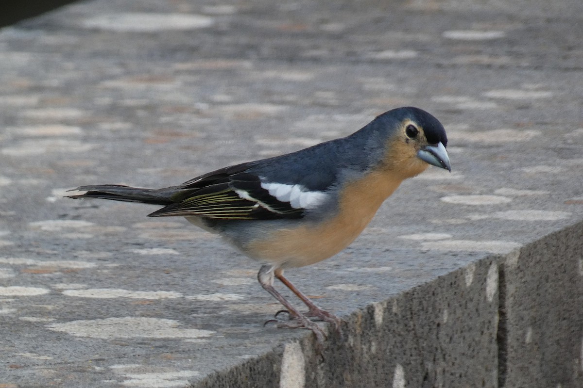 Canary Islands Chaffinch (Canary Is.) - ML618559144