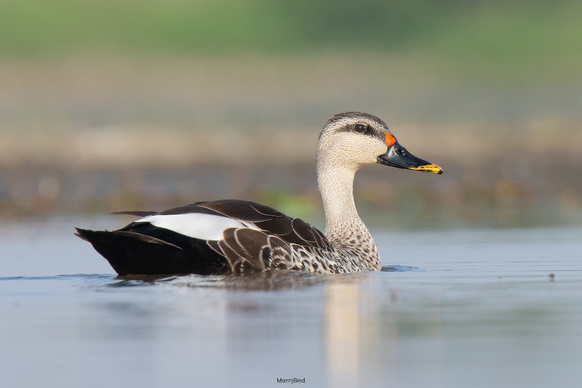 Indian Spot-billed Duck - ML618559167
