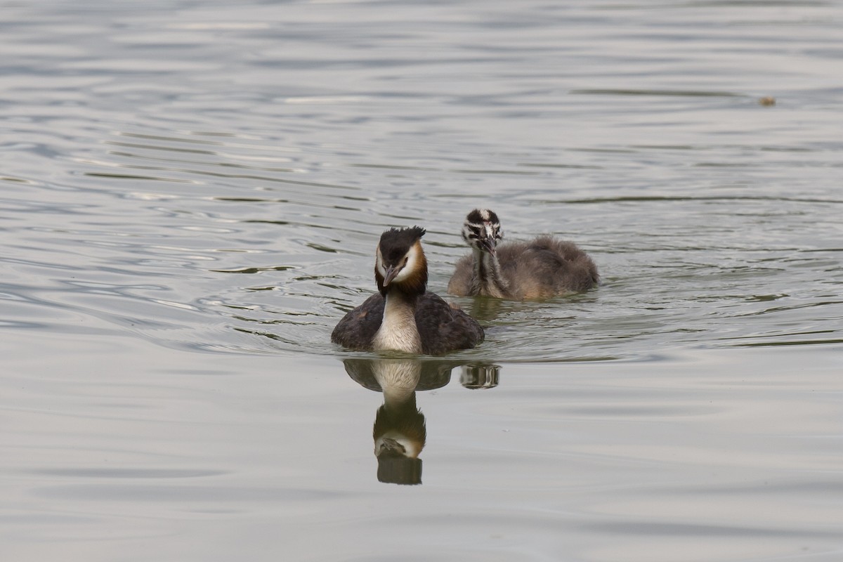 Great Crested Grebe - ML618559192