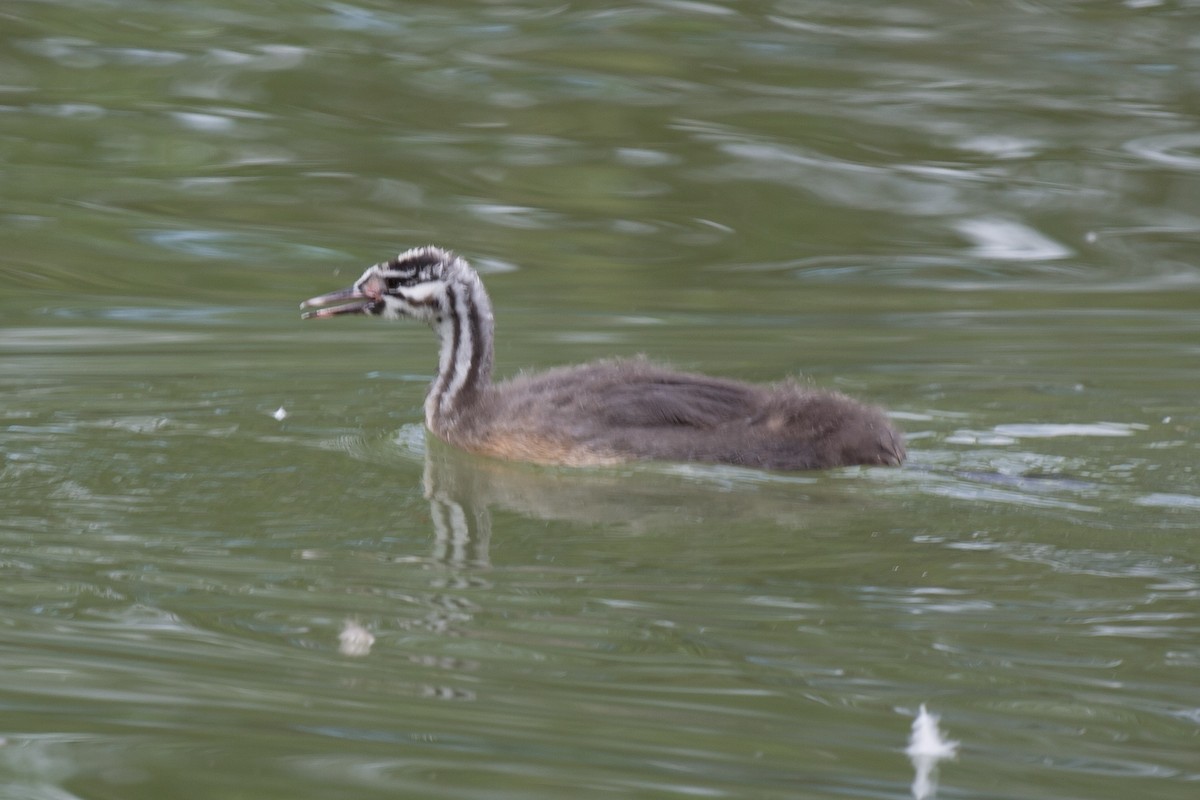 Great Crested Grebe - ML618559193