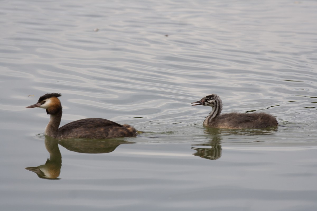 Great Crested Grebe - ML618559194