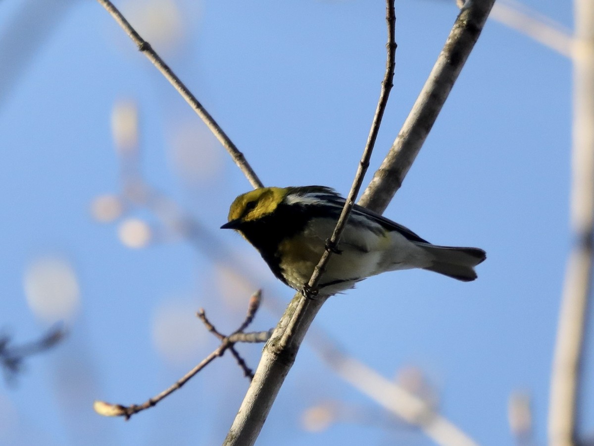Black-throated Green Warbler - David Wittrock