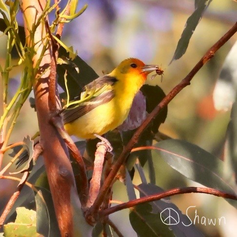 Western Tanager - Shawn DOHRING