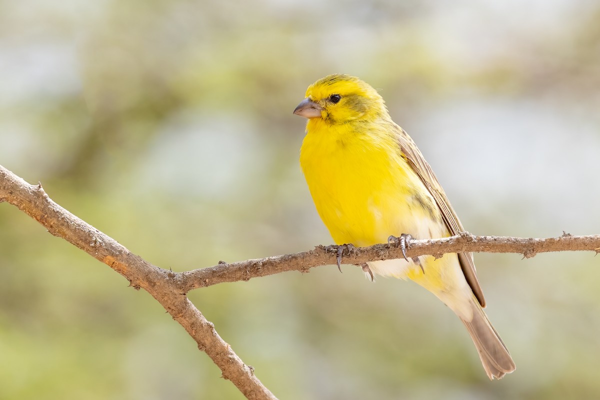 White-bellied Canary - ML618559233
