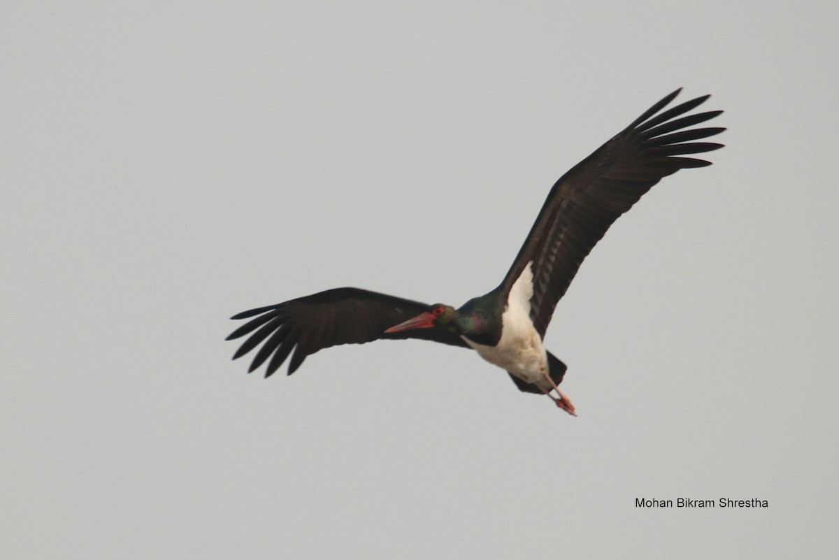 Black Stork - ML618559238