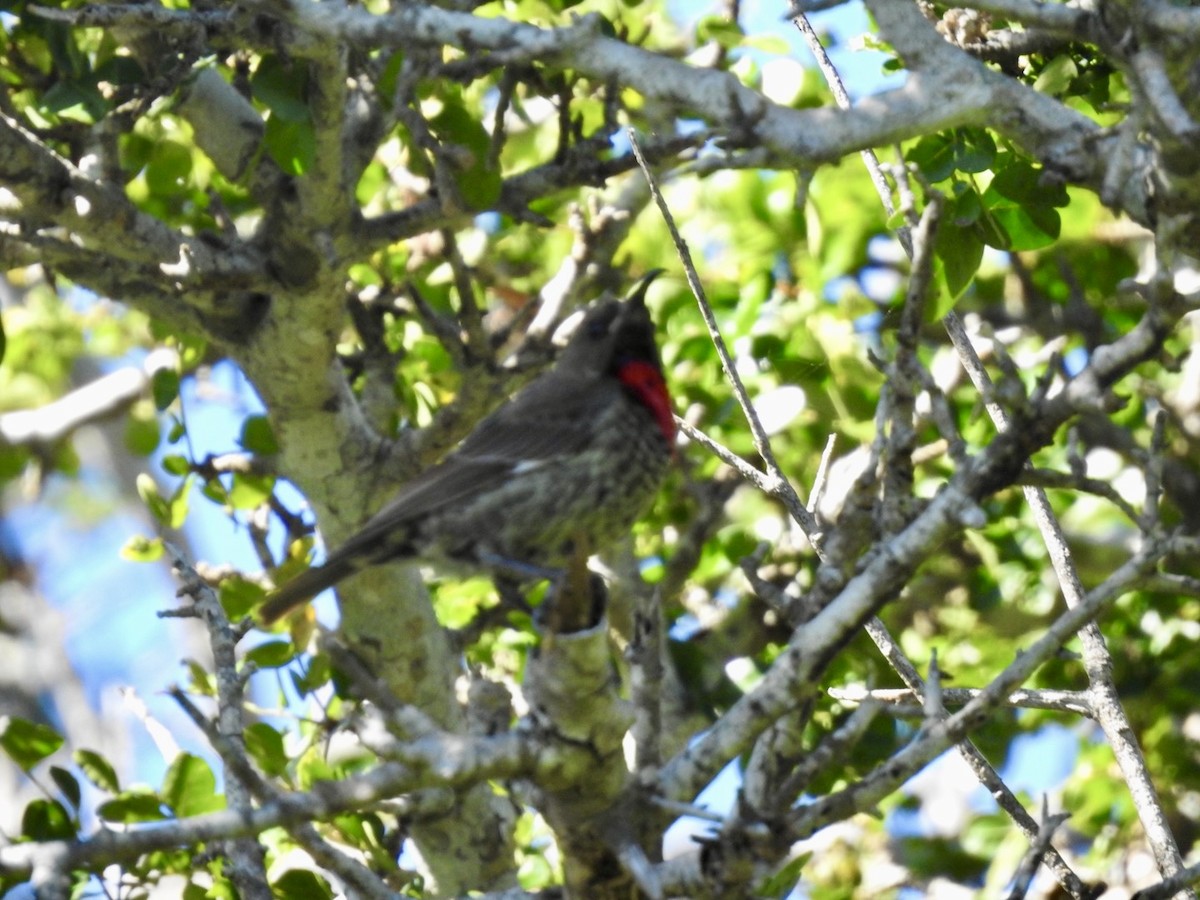 Scarlet-chested Sunbird - ML618559254