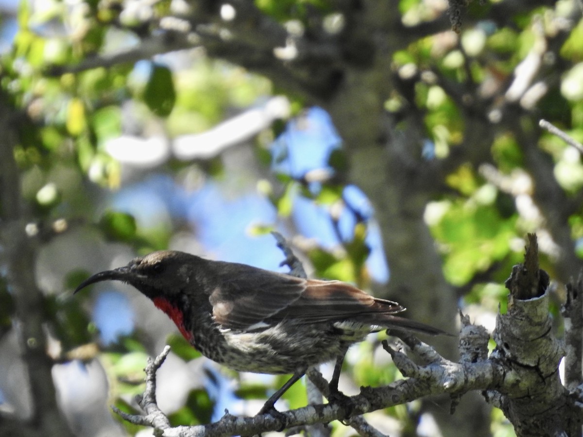 Scarlet-chested Sunbird - ML618559255