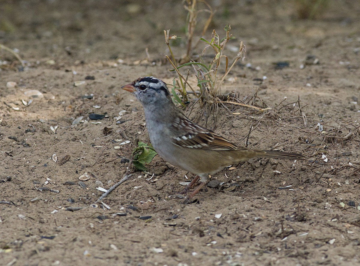 White-crowned Sparrow - ML618559257