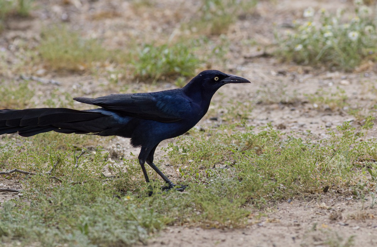 Great-tailed Grackle - ML618559294