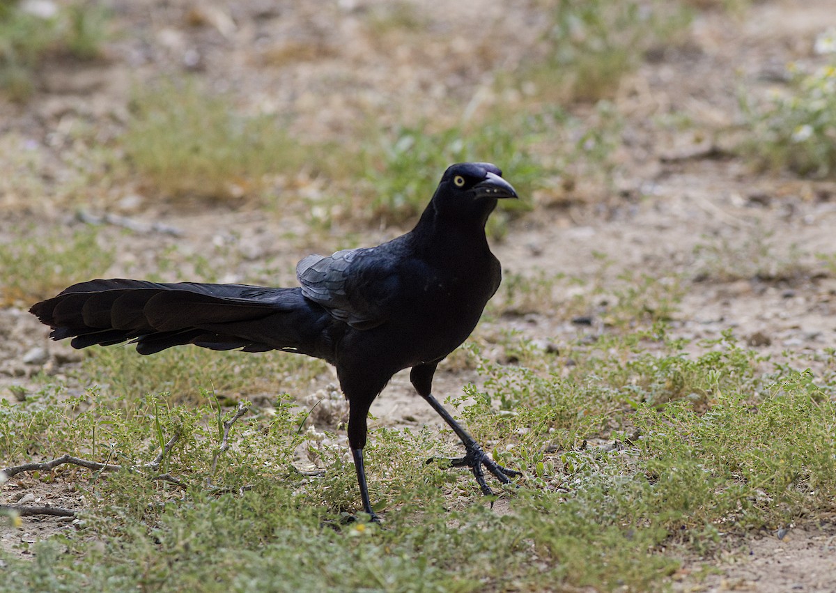 Great-tailed Grackle - ML618559303