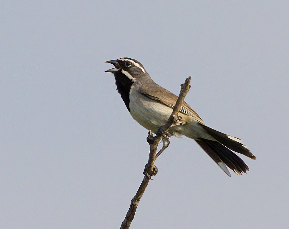 Black-throated Sparrow - ML618559308