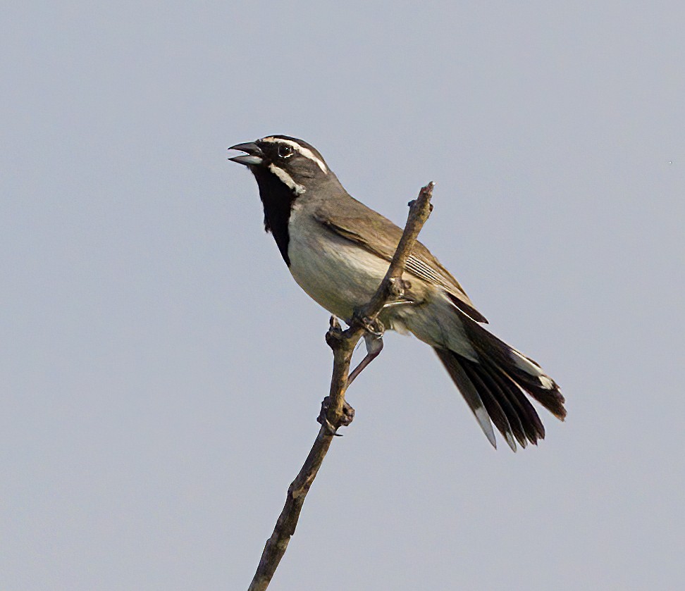 Black-throated Sparrow - ML618559310