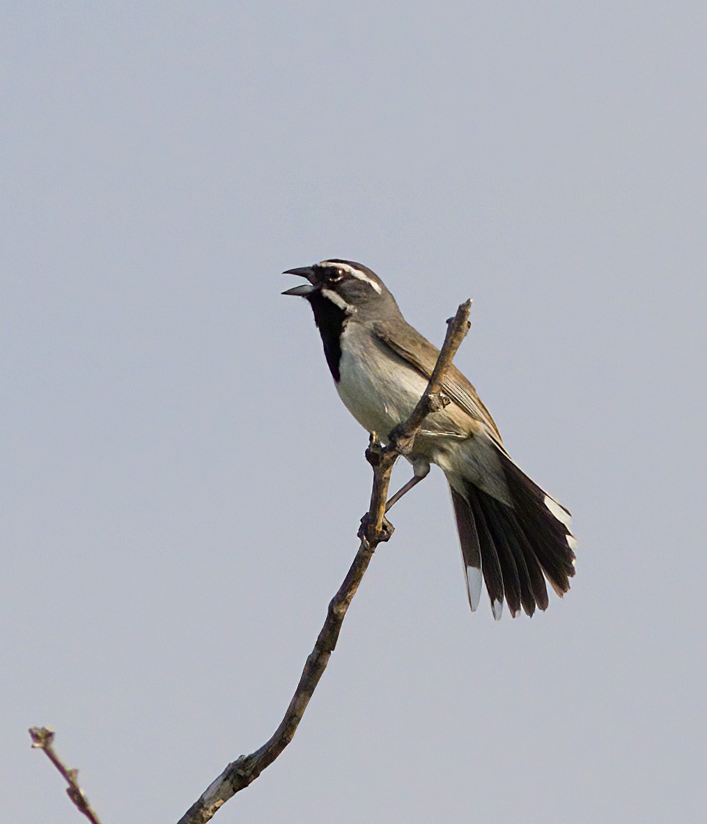 Black-throated Sparrow - ML618559313