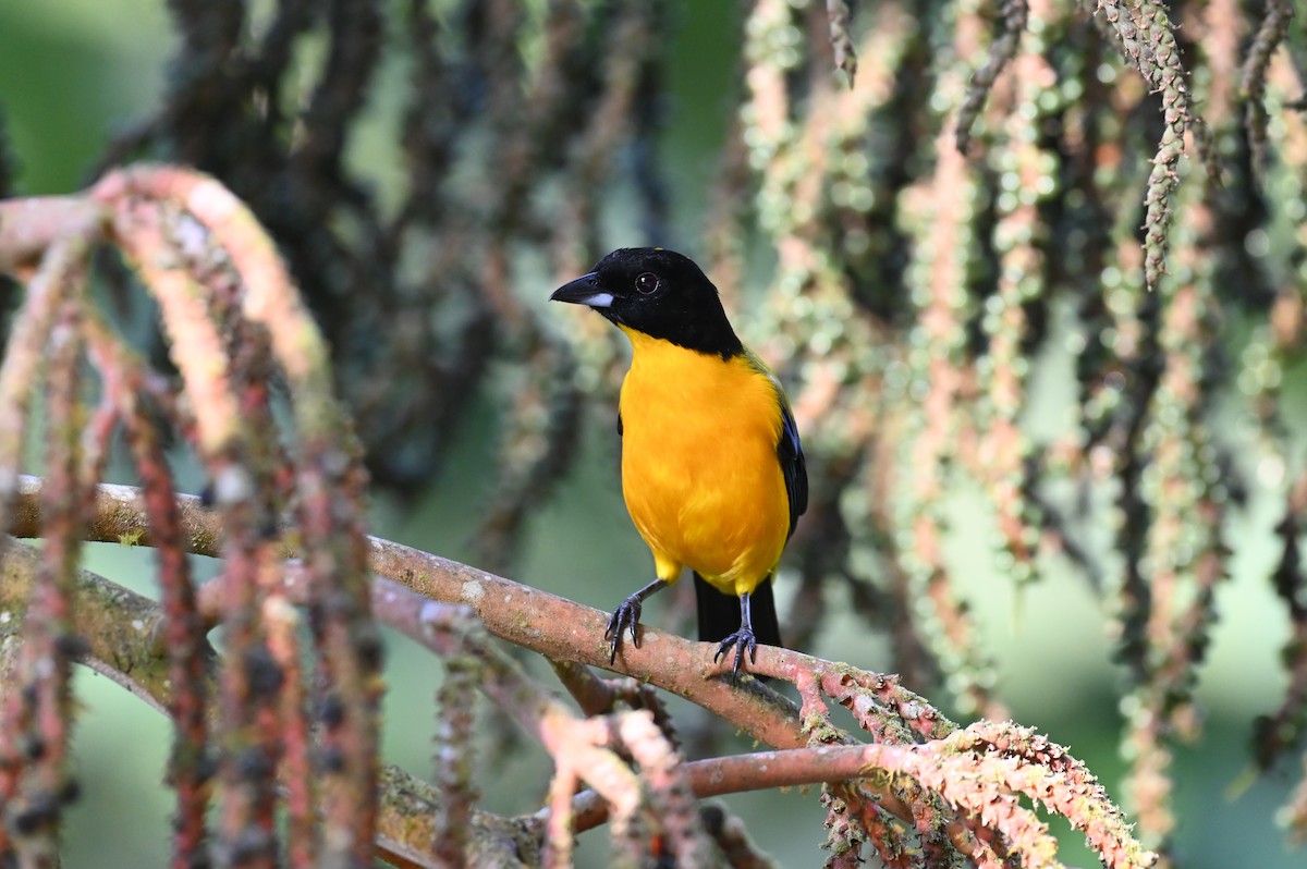 Black-chinned Mountain Tanager - ML618559336