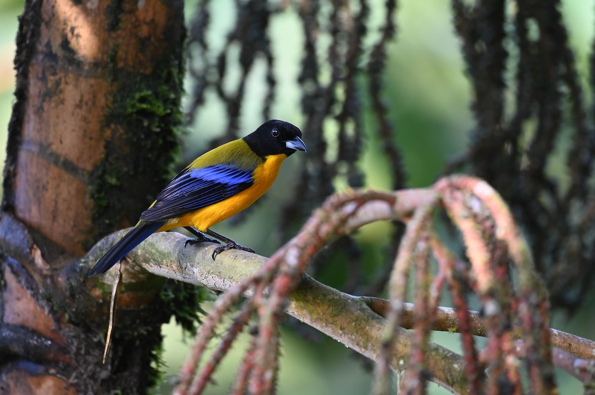Black-chinned Mountain Tanager - ML618559337
