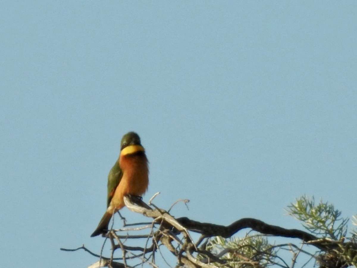 Little Bee-eater - ML618559351