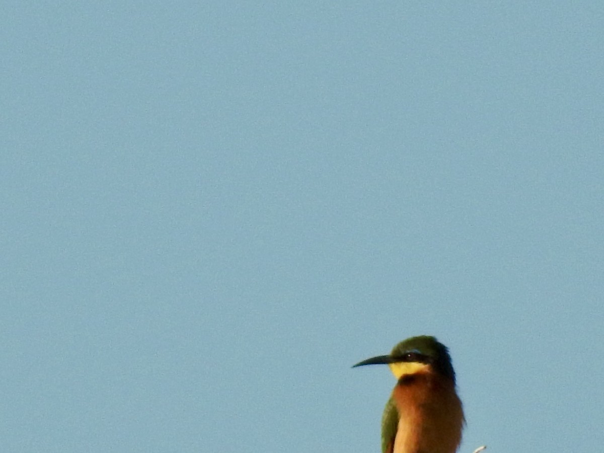 Little Bee-eater - ML618559352