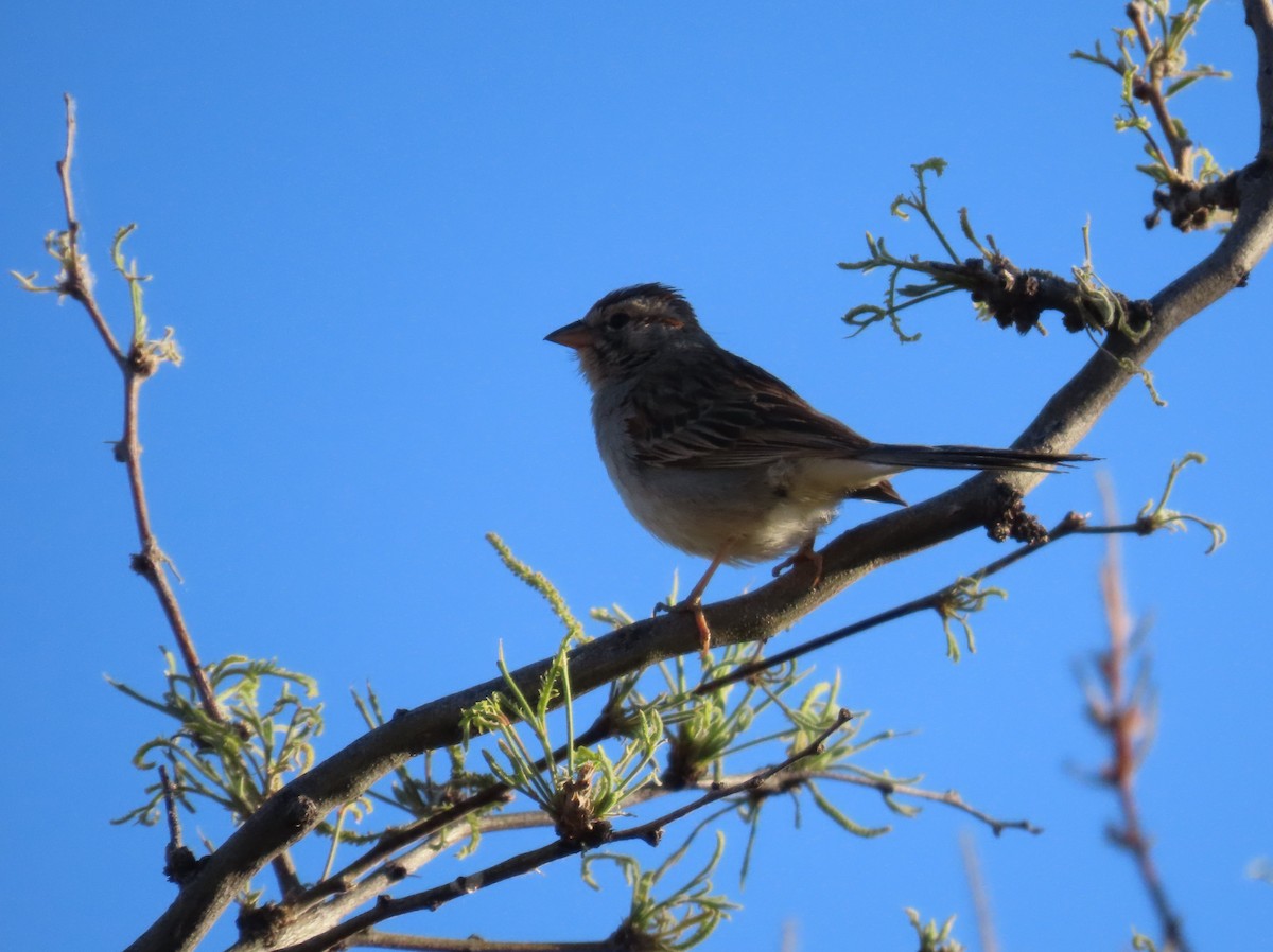 Rufous-winged Sparrow - ML618559353