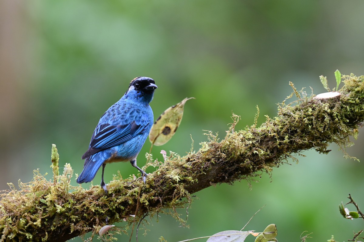 Golden-naped Tanager (Golden-naped) - ML618559363