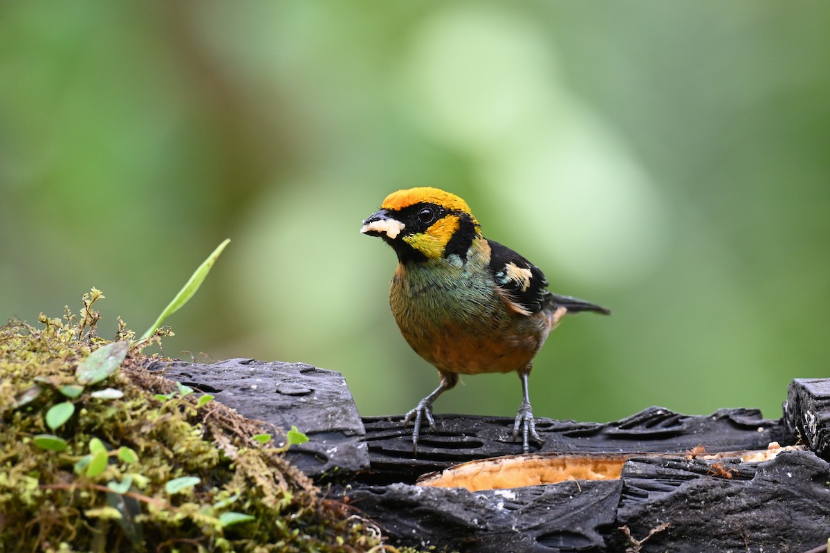 Flame-faced Tanager (Yellow-faced) - ML618559379