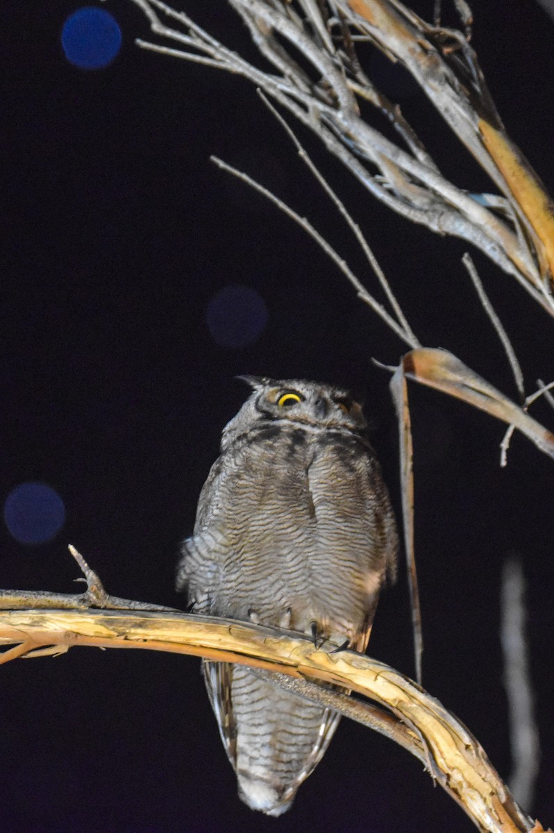 Lesser Horned Owl - ML618559380