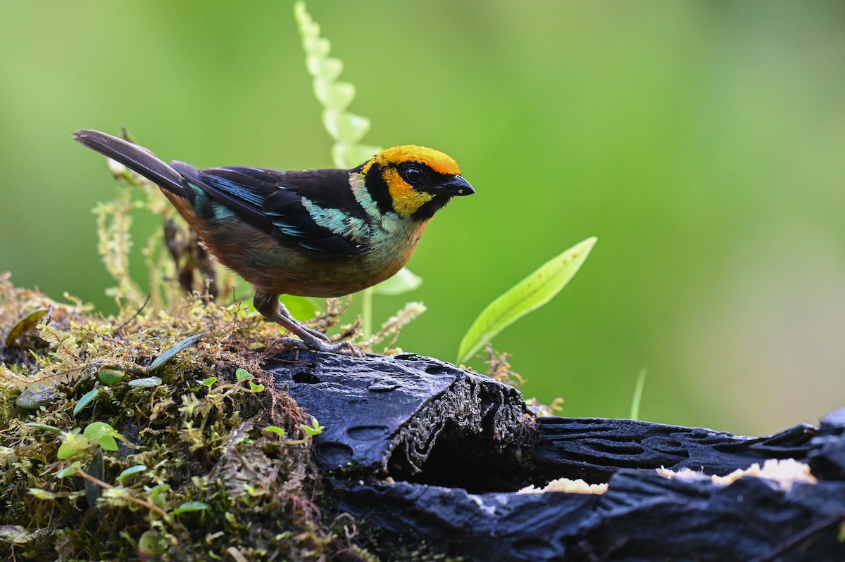 Flame-faced Tanager (Yellow-faced) - ML618559381