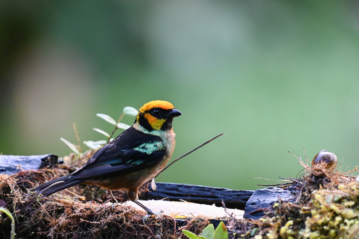 Flame-faced Tanager (Yellow-faced) - ML618559382
