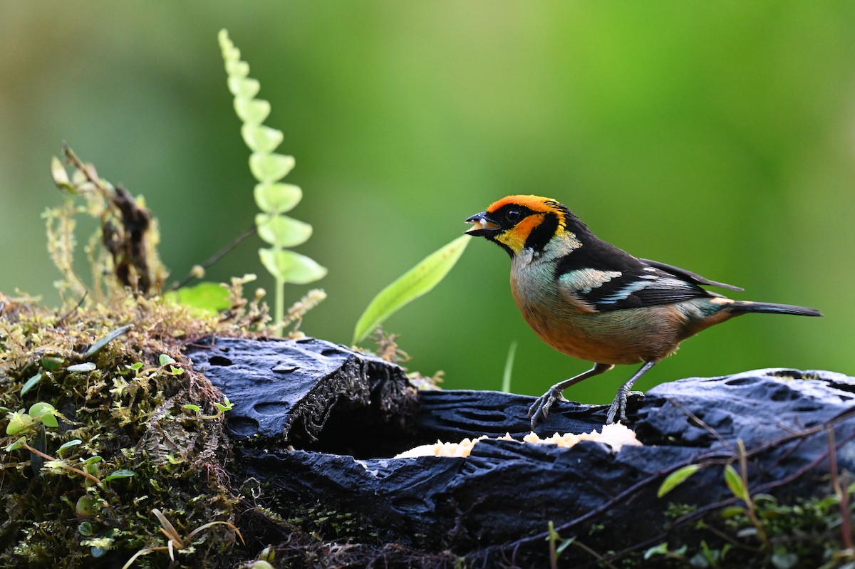 Flame-faced Tanager (Yellow-faced) - ML618559383