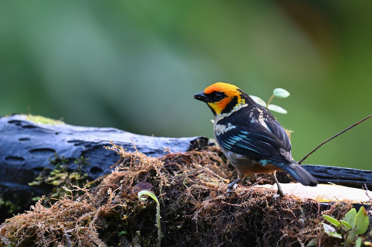 Flame-faced Tanager (Yellow-faced) - ML618559384