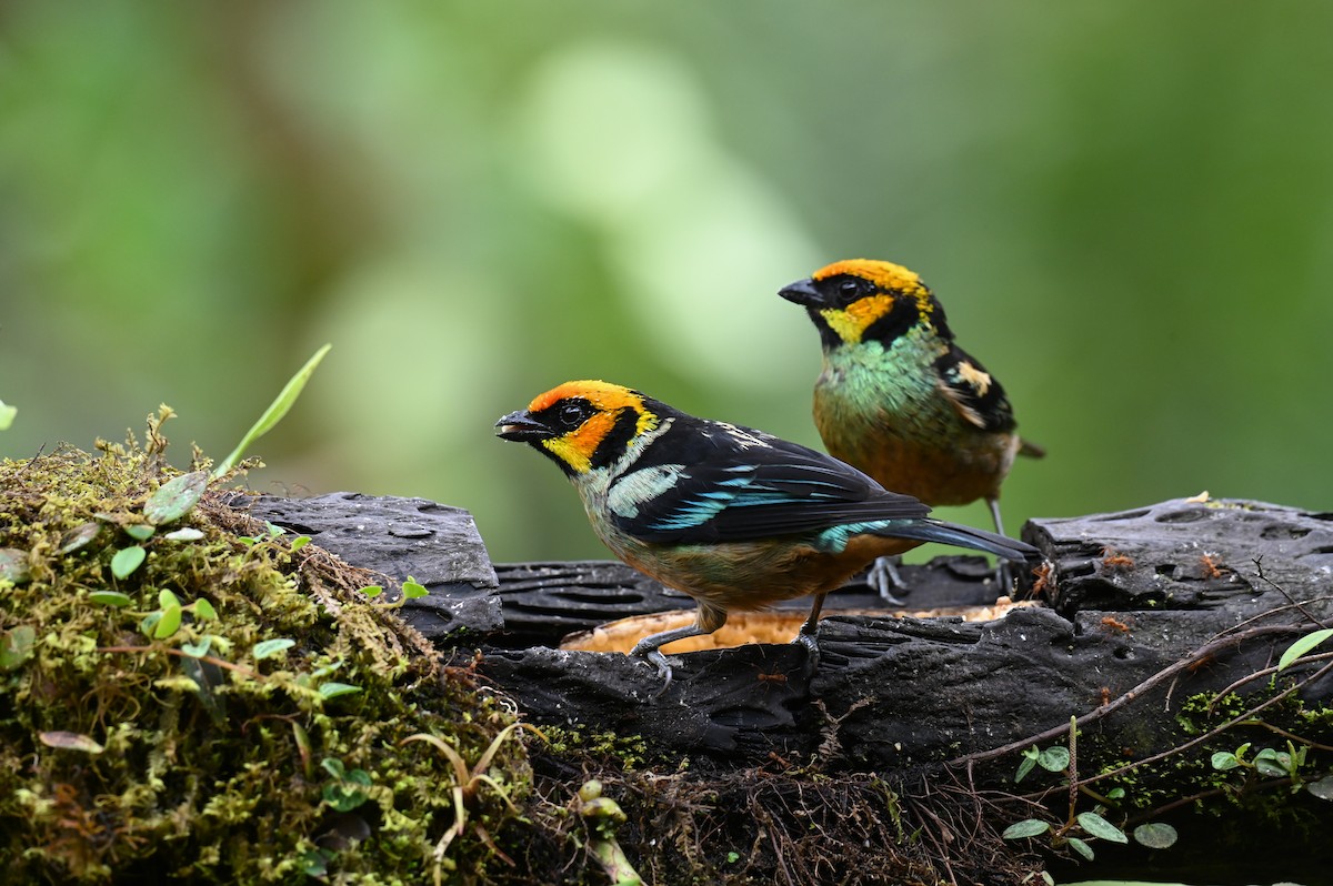 Flame-faced Tanager (Yellow-faced) - ML618559385