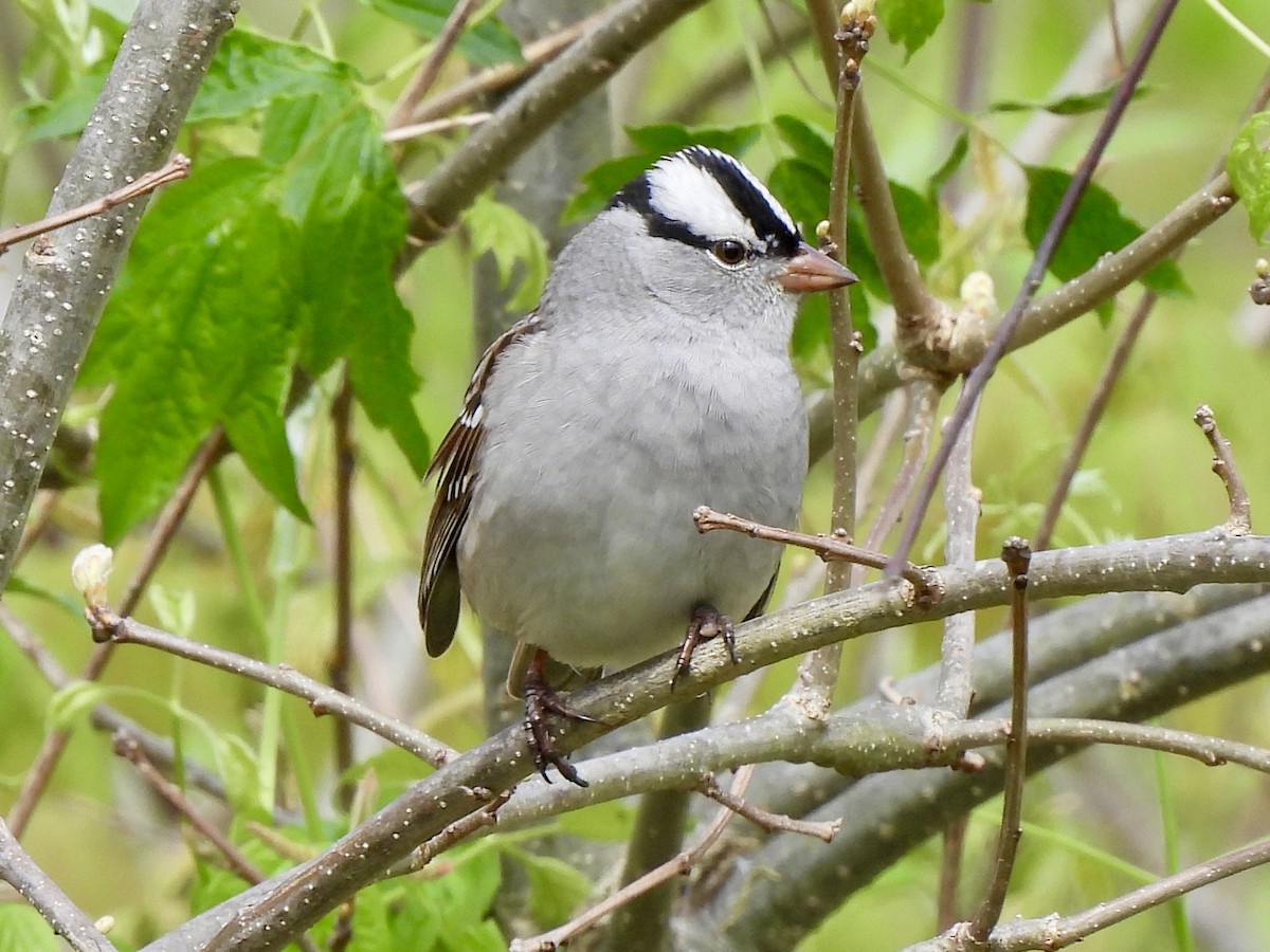White-crowned Sparrow - ML618559421