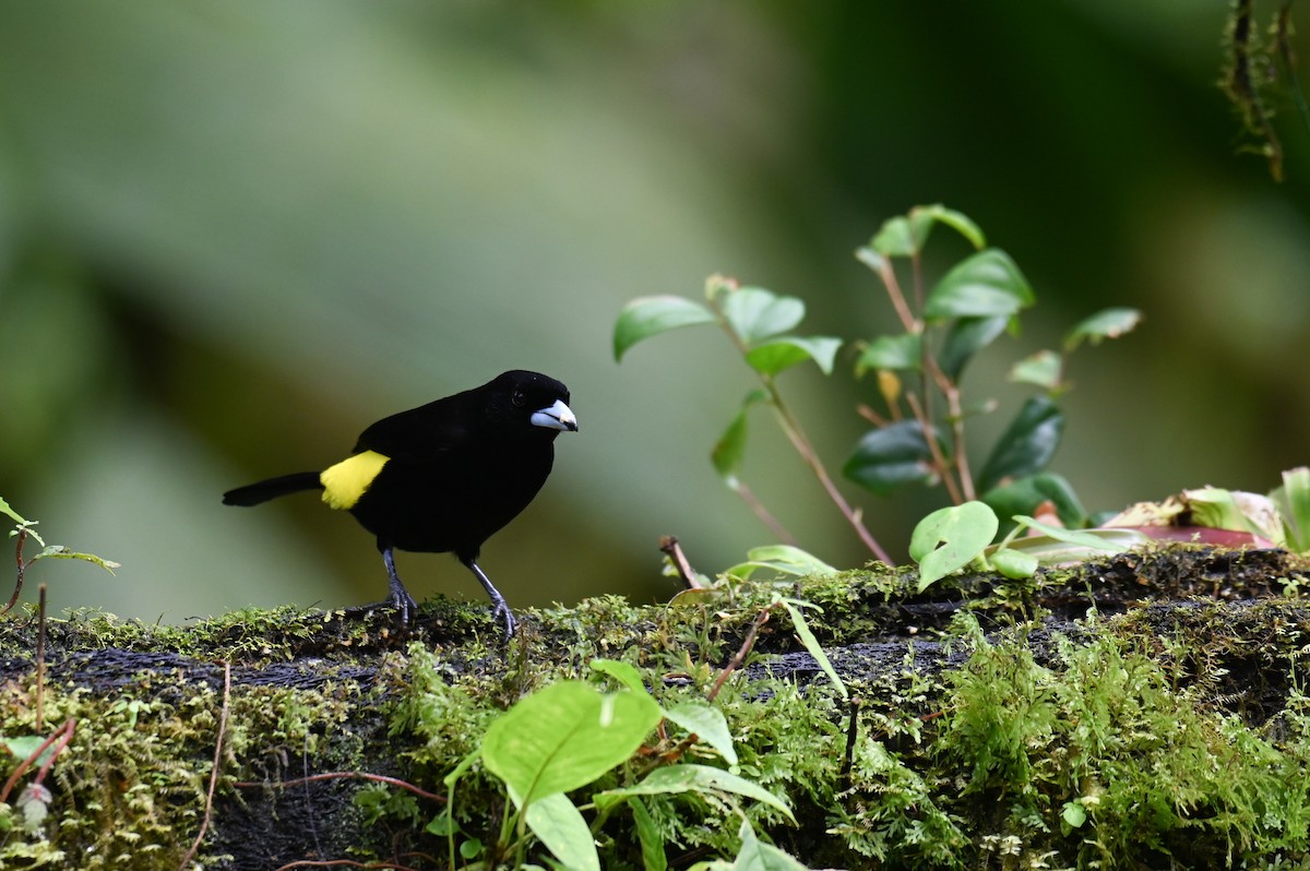Flame-rumped Tanager (Lemon-rumped) - ML618559433