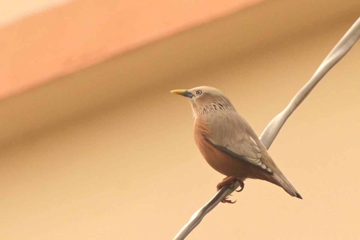Chestnut-tailed Starling - ML618559447
